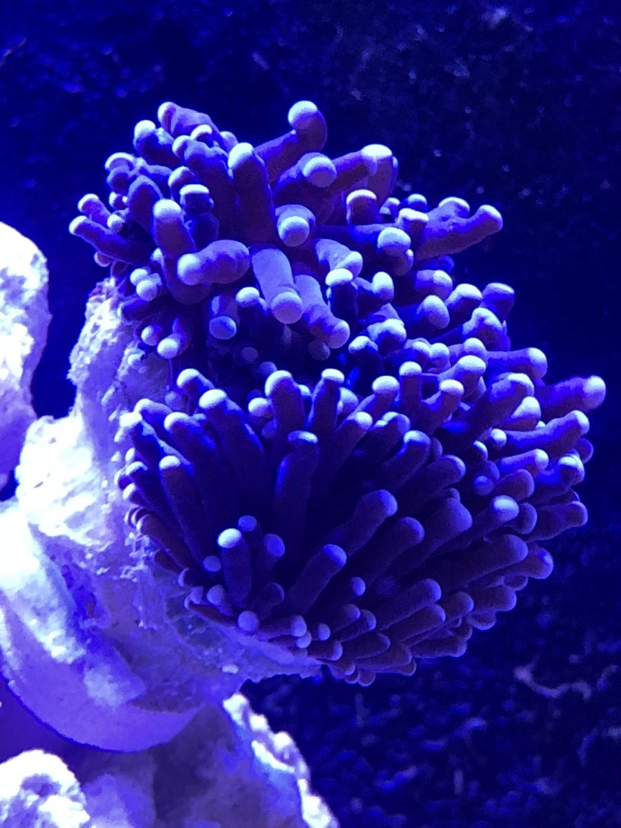 Torch Coral Polyp Ripg Off Reef2reef Saltwater And Reef Aquarium Forum Press question mark to learn the rest of the keyboard shortcuts.