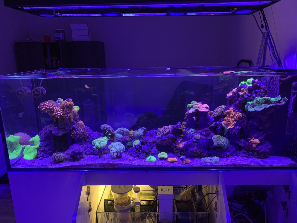 Red Sea Max E Series Fully Featured Reef Spec Coral Reef Aquarium Systems 