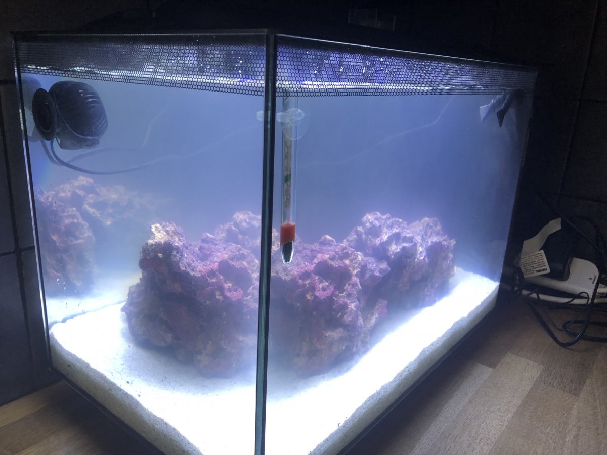 Bacterial Bloom Few Weeks Into Cycling Reef2reef Saltwater And Reef Aquarium Forum It happens because the water chlorine levels will drop during the first few days.