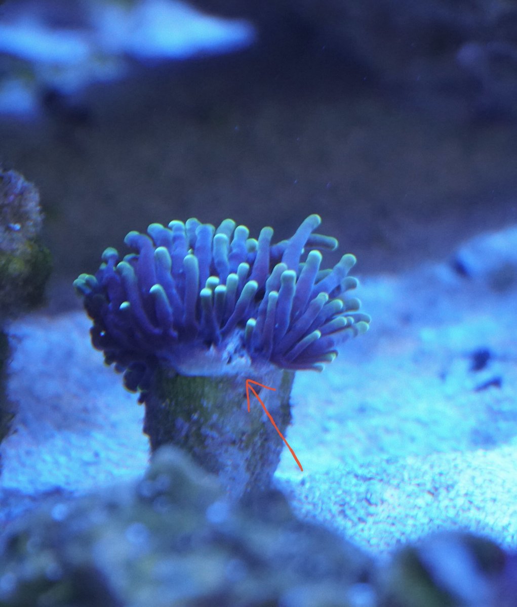 K Torch Coral Macro Lens Coral Ocean Life The tank looked great corals were full and open.