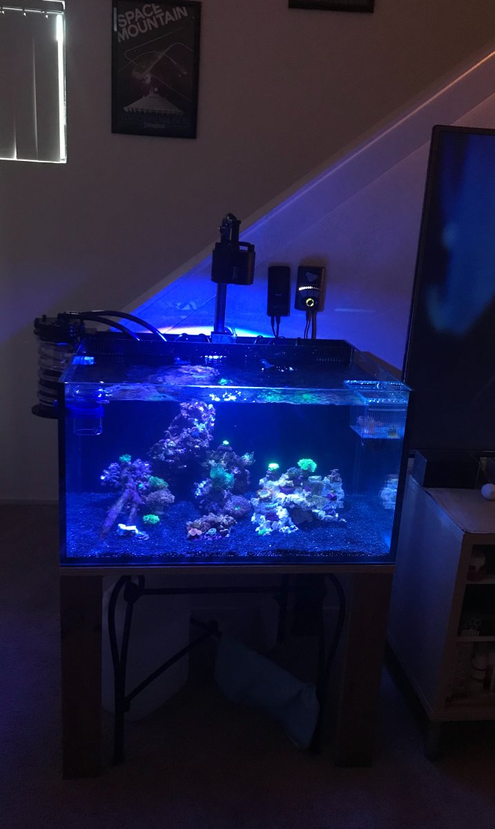 Griever S 50g Lagoon Tank Leng Sy Close Up Nano Reef Journals Nano Reef Munity 
