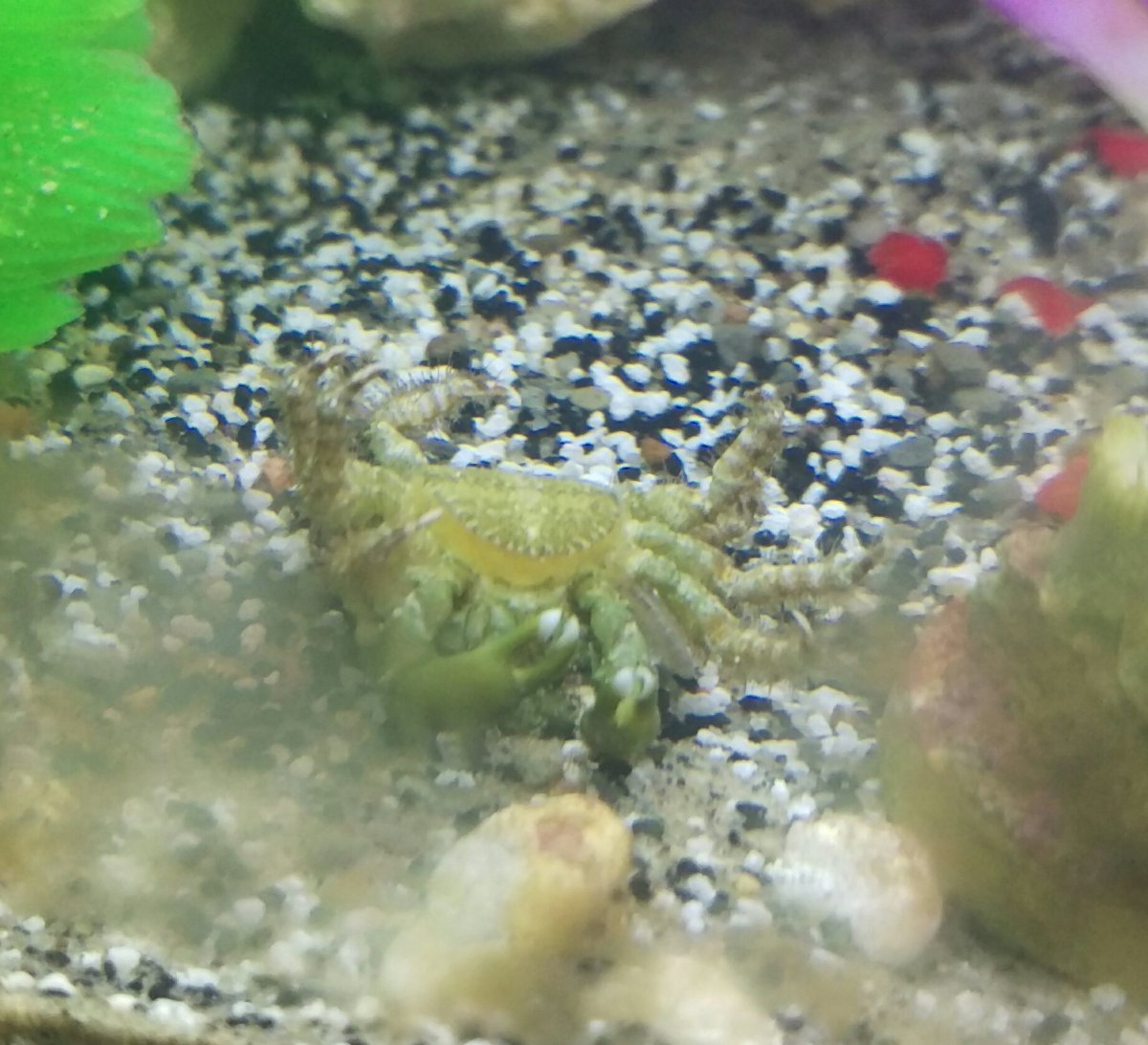 Emerald Crab Detailed Guide Care Diet And Breeding Shrimp And Snail Breeder She called to tell me her emerald crab had died.