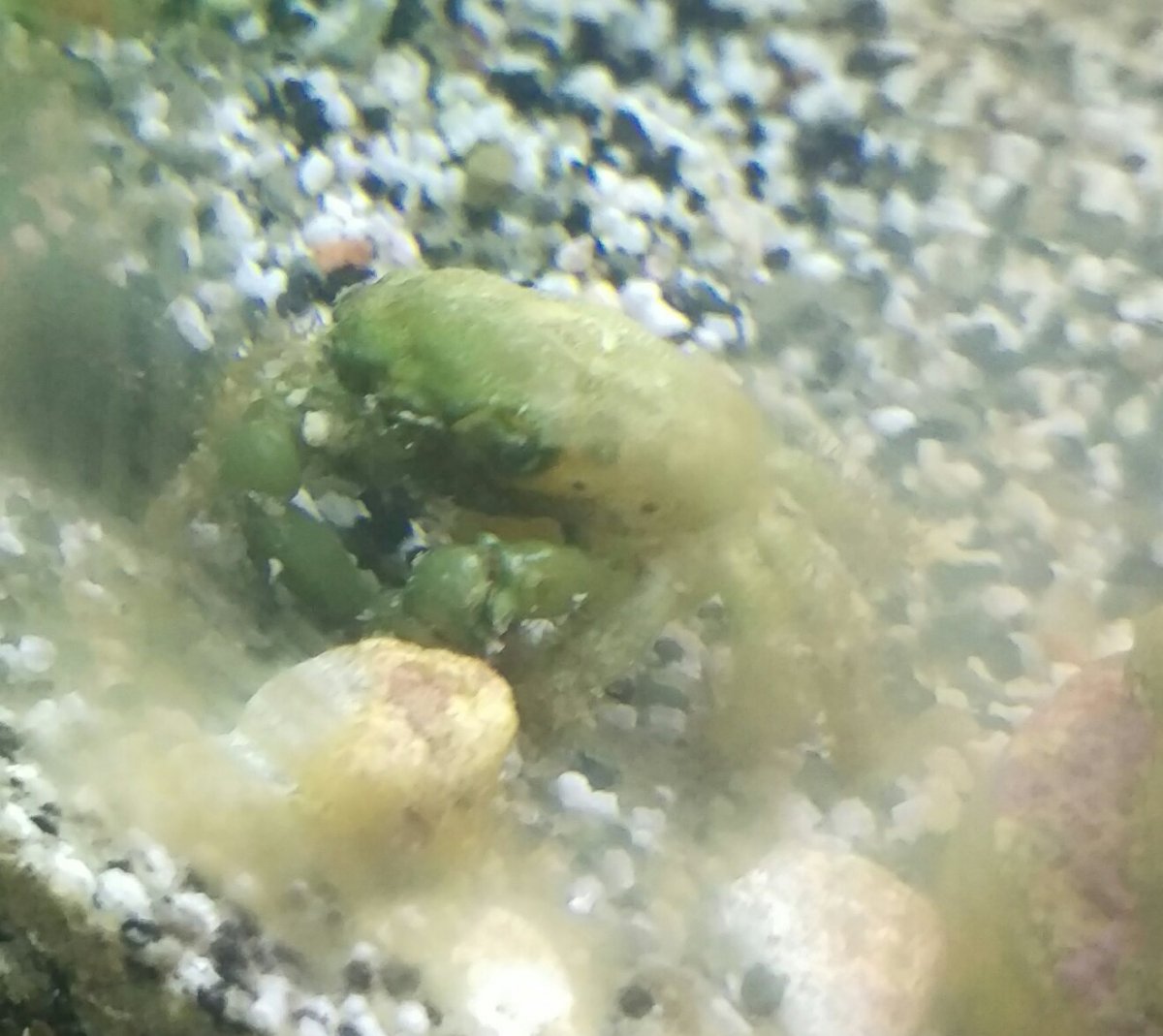 Emerald Crab Dead Or Molt Reef2reef Saltwater And Reef Aquarium Forum Manufacturers of metallic card clothing Weve been around for over 150 years.