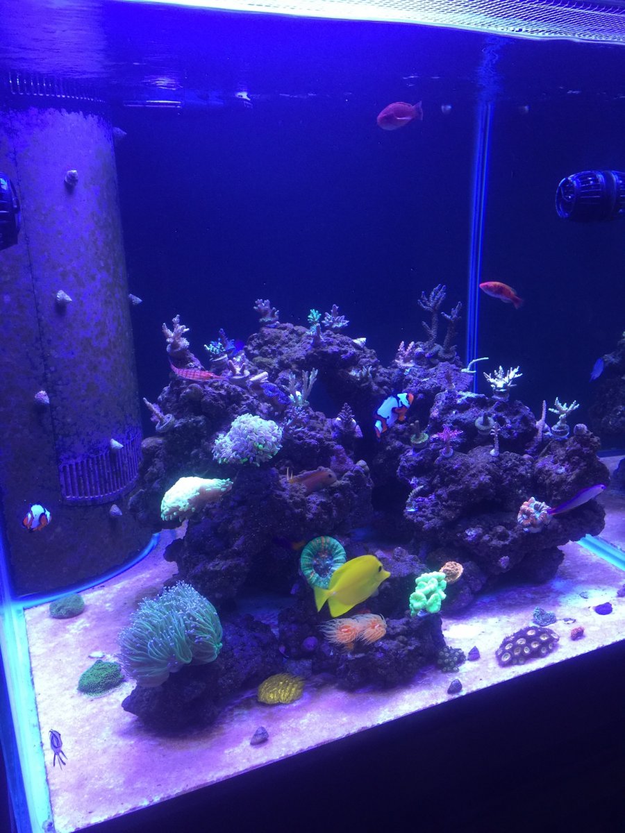 Cloudy Water Bacterial Bloom Reef2reef Saltwater And Reef Aquarium Forum If you have a new tank and the water turns murky within a few days or a week or so after you set it up the cloudiness is most likely caused by bacterial bloom.