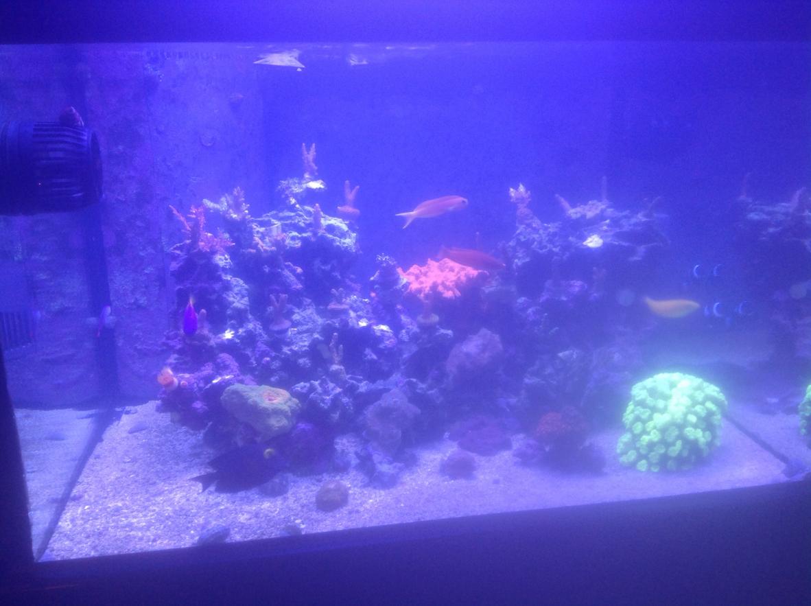 Cloudy Water Bacterial Bloom Reef2reef Saltwater And Reef Aquarium Forum This is part of the normal tank cycle and should clear up after a couple more days as equilibrium is found.