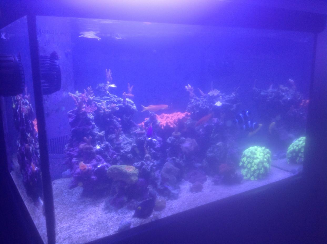 Cloudy Water Bacterial Bloom Reef2reef Saltwater And Reef Aquarium Forum Bacterial bloom or bacterial blossom as the phenomenon is also known occurs when a new biological filter system is maturing.