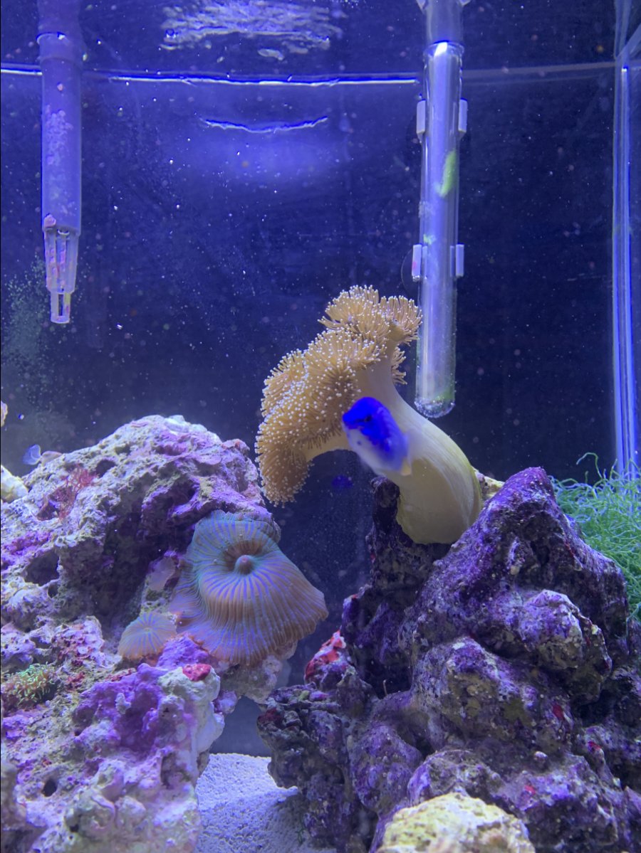 New Finger Leather Coral Bending Over Reef2reef Saltwater And Reef Aquarium Forum About 10 days ago while I was cleaning the glass the magnet came loose and hit the stalk of the toadstool.