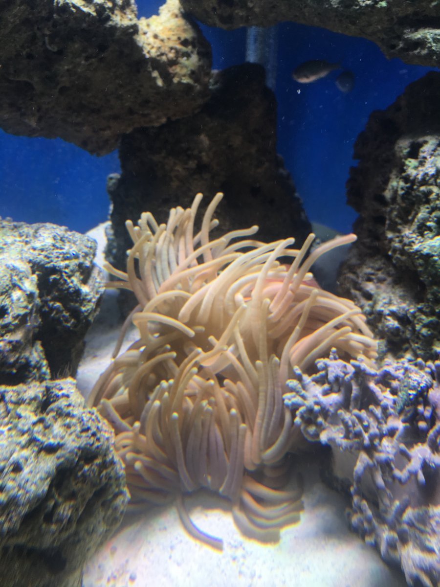 Long Tentacle Anemone Reef2reef Saltwater And Reef Aquarium Forum The intense purple coloration is certainly a rarity for Long Tentacle Anemones which are typically green.