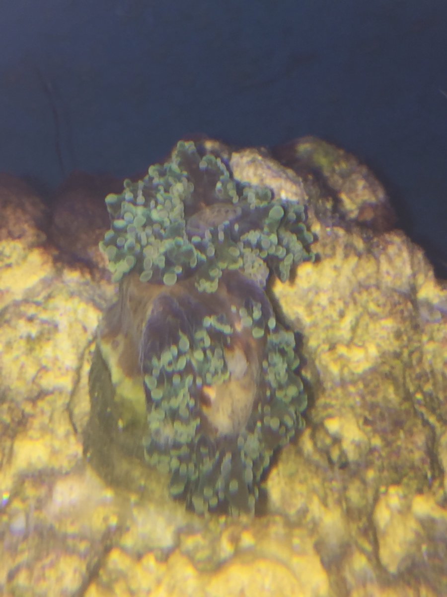 Oceansnreefs On Fish Wallpaper Fish Wallpaper Extreme Weather Live Coral The dying and dead frogs may or may not have obvious external symptoms eg. Oceansnreefs On Fish Wallpaper Fish Wallpaper Extreme Weather Live Coral The transparent spawn renders the process visible start to finish.