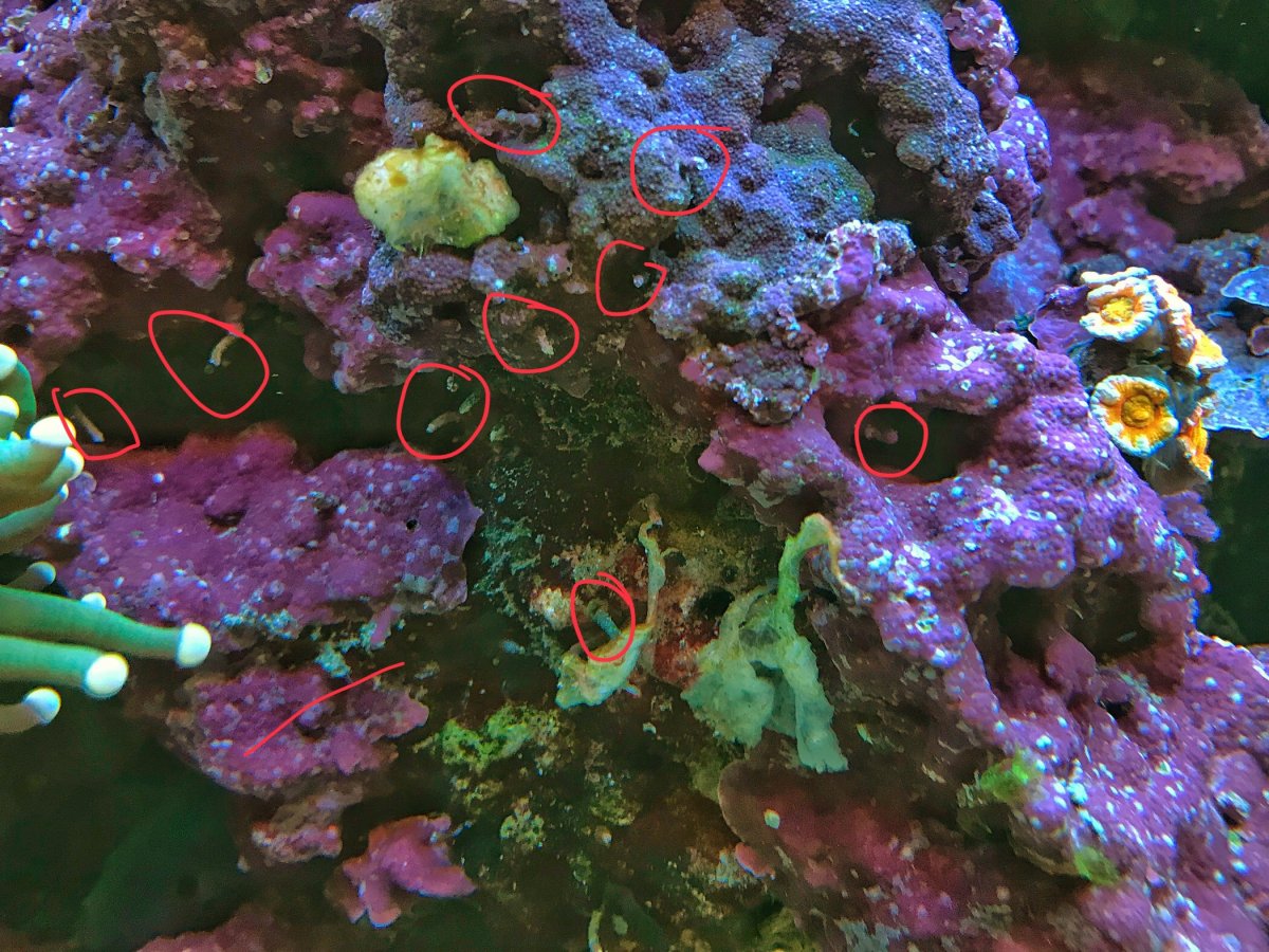 Vermetid Snail Eviction 
