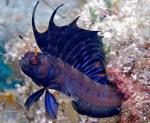 Adorned Wrasse Halichoeres Cosmetus Saltwater Aquarium Fish For Marine Aquariums Wrasse Saltwater Aquarium Saltwater Aquarium Fish The Gulf Signal Blenny Emblemaria hypacanthus Conservation status.