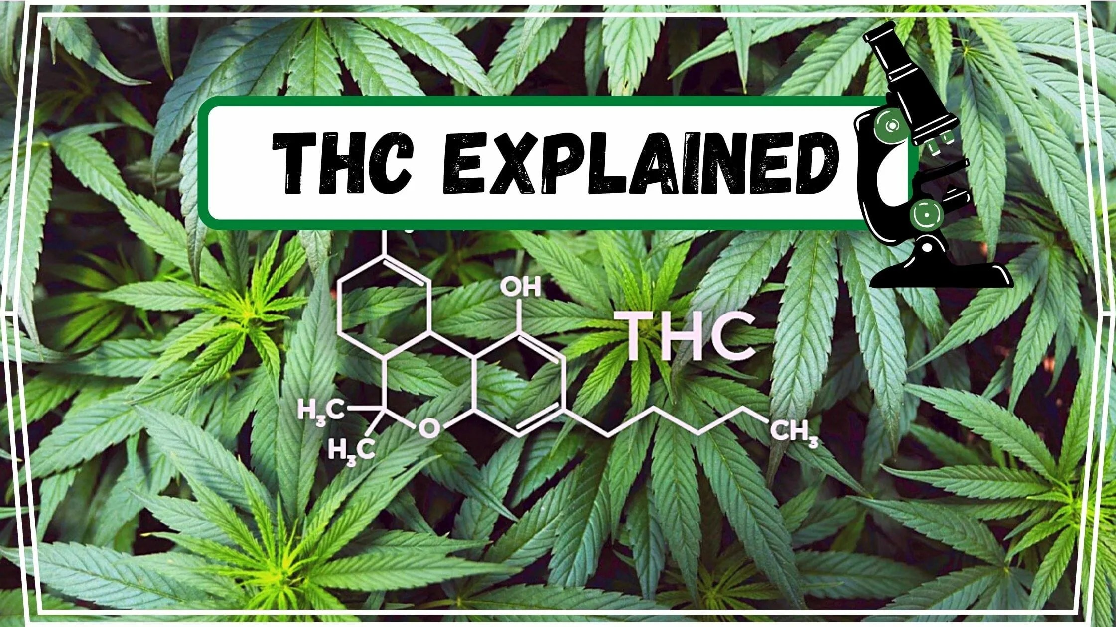 THC explained post cover