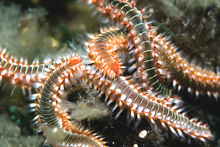 Bristleworms For Sale On Ebay And They Re Selling Aquanerd Bristleworms For Sale On Ebay And They Re Selling Aquanerd