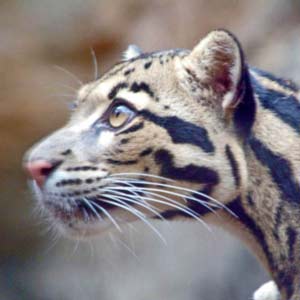 Cloud Leopard