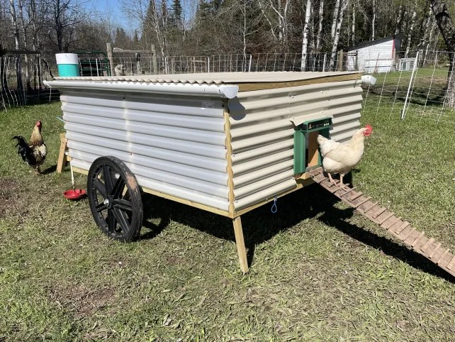 Automatic chicken coop door review