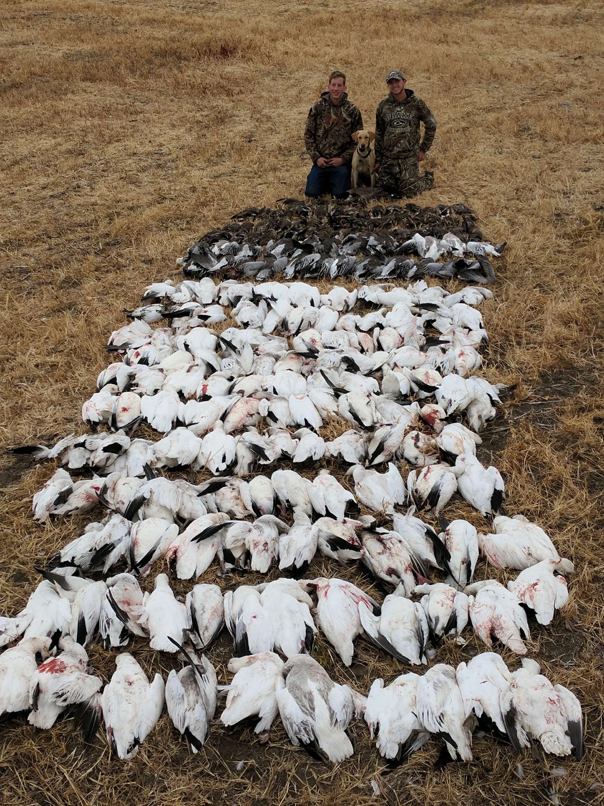 Duck is a common name encompassing numerous species in the waterfowl family anatidae, like swans and geese. Goose Hunting Blinds - BLINDS