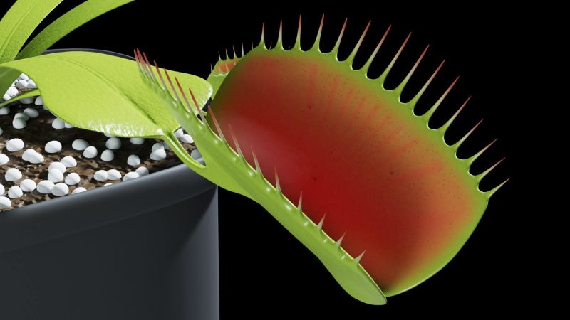 Bemm Venus Flytrap - Premium Nature Picture Gallery - 8K