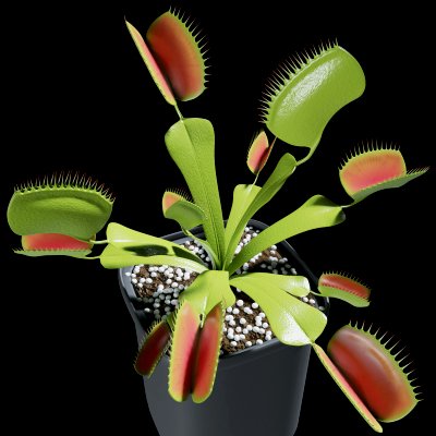 Venus Flytrap 3d Model By Blenduffo - Ultra HD Mobile Minimal Pictures | Free Download