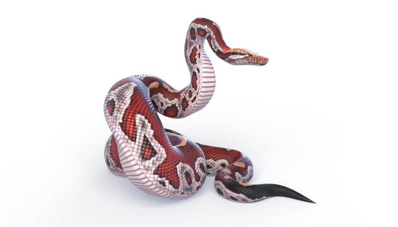 Animated Blood Python 3d Model By Dibia Digital - Amazing 4K Colorful Designs | Free Download