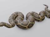 Animated Burmese Python 3d Model By Dibia Digital