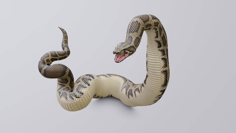 Animated Burmese Python 3d Model By Dibia Digital - Download High Quality City Illustration | 4K