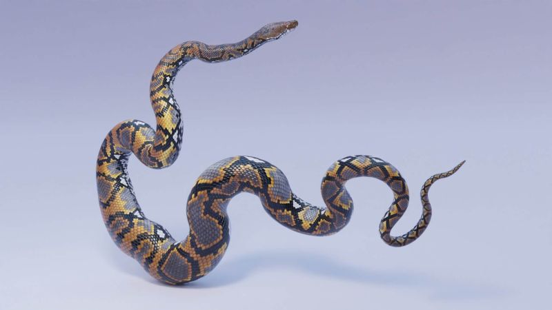 Reticulated Python Animated 3d Model By Dibia Digital - Download Perfect Space Texture | HD
