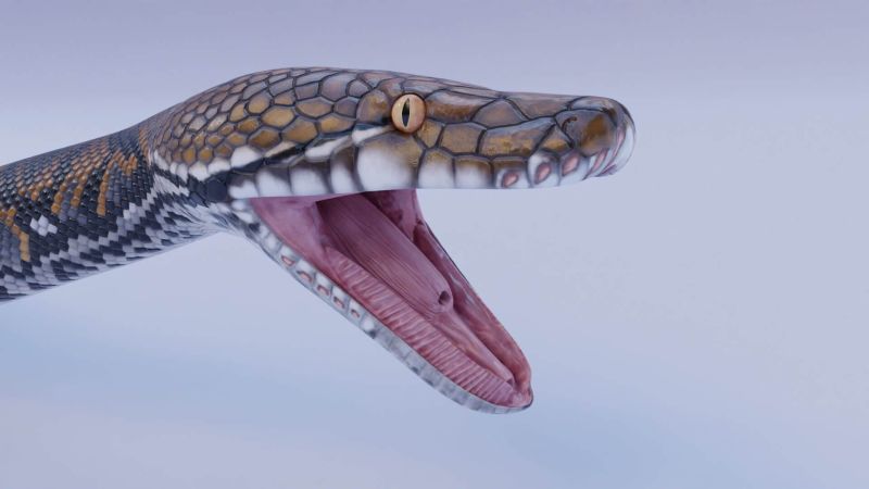 Reticulated Python Bundle 3d Model By Dibia Digital - Desktop Minimal Illustrations for Desktop
