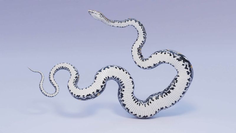 Reticulated Python Bundle 3d Model By Dibia Digital - Full HD Space Photos for Desktop