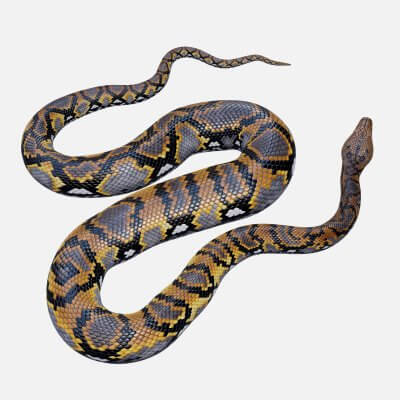 Reticulated Python Rigged 3d Model By Dibia Digital - Gradient Textures - Stunning Mobile Collection