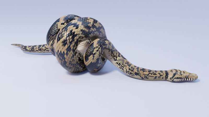 Rigged Scrub Python 3d Model By Dibia Digital - Download Beautiful Space Texture | 8K