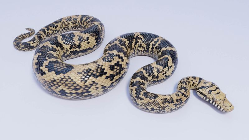 Rigged Scrub Python 3d Model By Dibia Digital - Artistic Space Pattern - Desktop