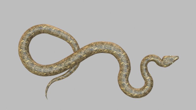 Python Snake 3d Model By Omer Kamal - Download Creative Minimal Texture | Mobile