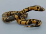 Python Snake 3d Model By Sathak