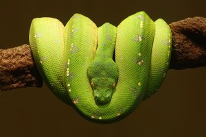 how big can snakes get: green tree python