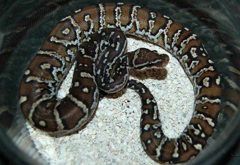 Found from below sea level to 5000 feet (1500 . Angolan Python Facts and Pictures | Reptile Fact