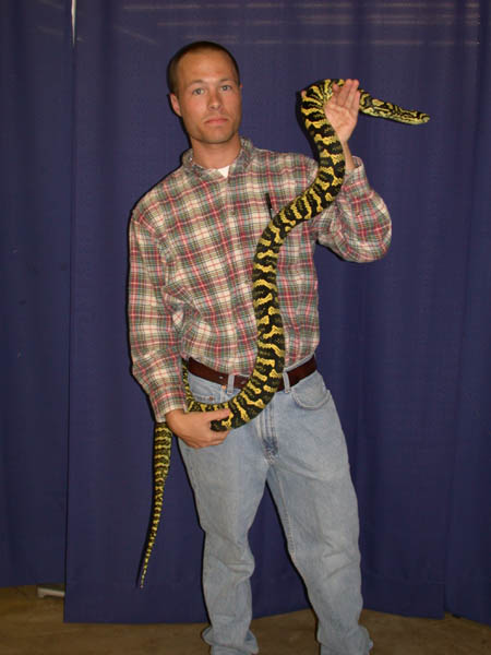 Rehome ball python,hog nose,jungle jag carpet $400 (ninemile falls wa ) pic hide this posting restore restore this posting. Jungle Carpet Python Facts and Pictures