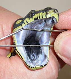Carpet python fangs