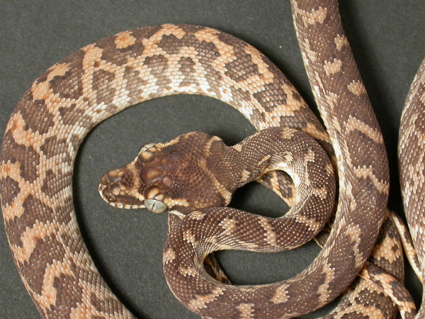Snakes are a truly diverse group of reptiles varying in size, colours, patterns and even diet habits. Rough Scaled Python Facts and Pictures