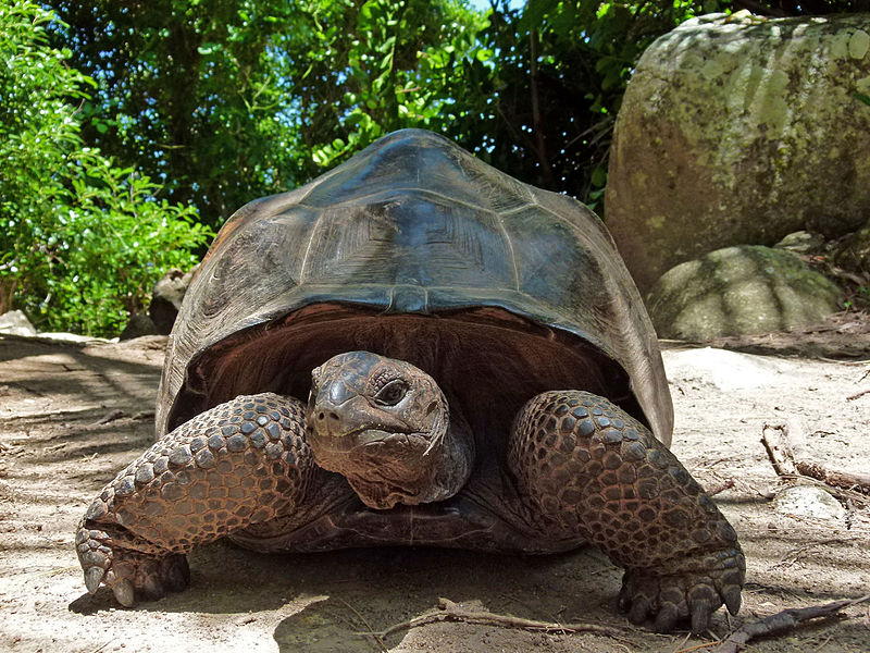 Babycorn is ook een populair product bij sportvissers. Aldabra Giant Tortoise Facts and Pictures
