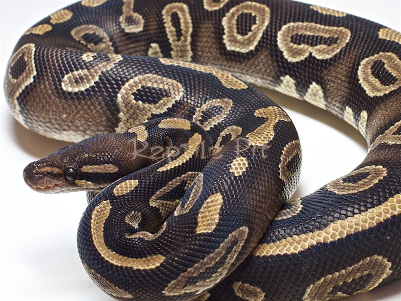 Phantom Ballpython - Premium Mountain Pattern Gallery - Ultra HD