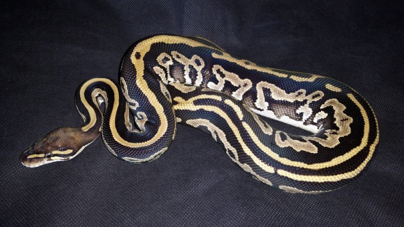 Phantom Leopard Ballpython - Sunset Background Collection - Desktop Quality