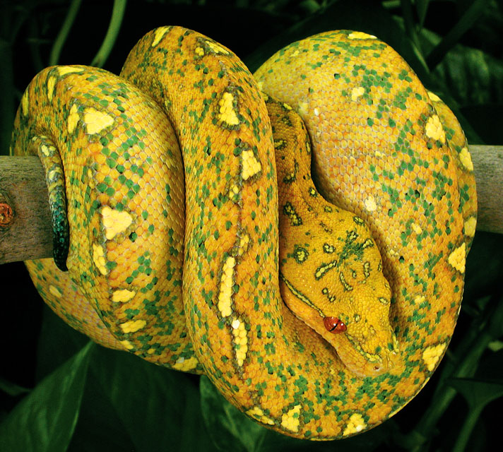 Green Tree Python