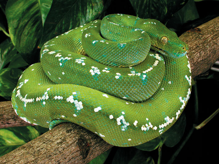 wallpapers Blue Green Tree Python Baby green tree python information and care