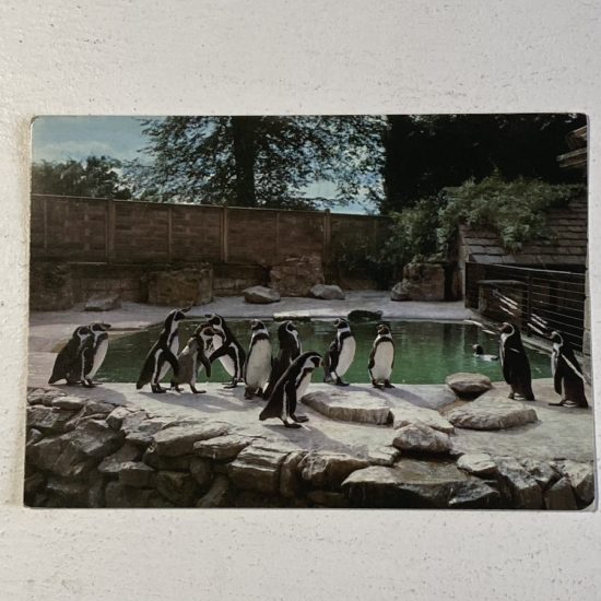 A vintage postcard - Harewood Zoo Penguins, Yorkshire. 1980s old photo, picture