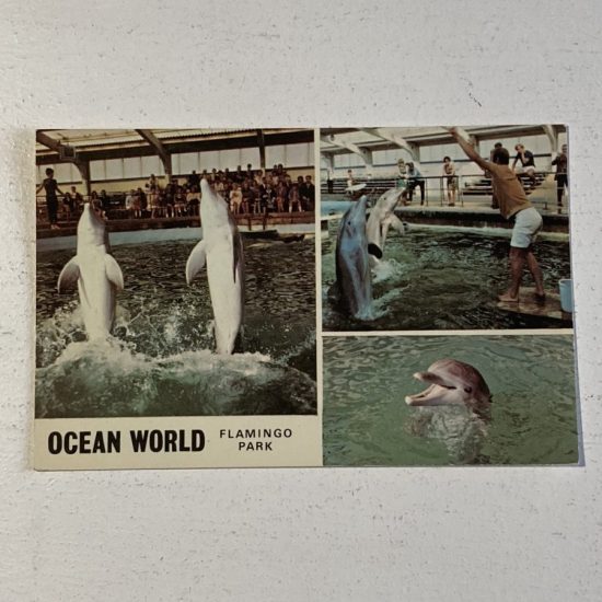 A vintage postcard - Ocean World Flamingo Park. old photo, picture