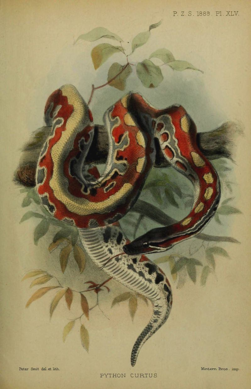93 000 Python Curtus Pictures - Best Colorful Textures in Full HD