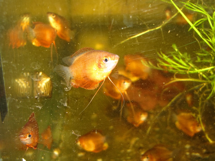 Dwarf Honey Sunset Gourami Aquarium Fish For Sale