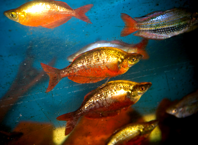 Millennium Rainbowfish Glossolepis Pseudoincisus Imperial Tropicals Dorityi Rainbowfish LARGE 1.