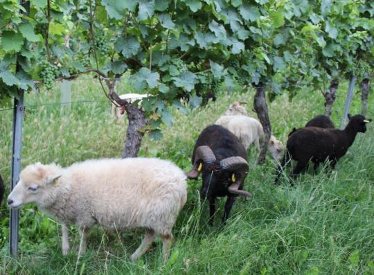 Cambridge Studie Schafe Die Auf Menschen Starren