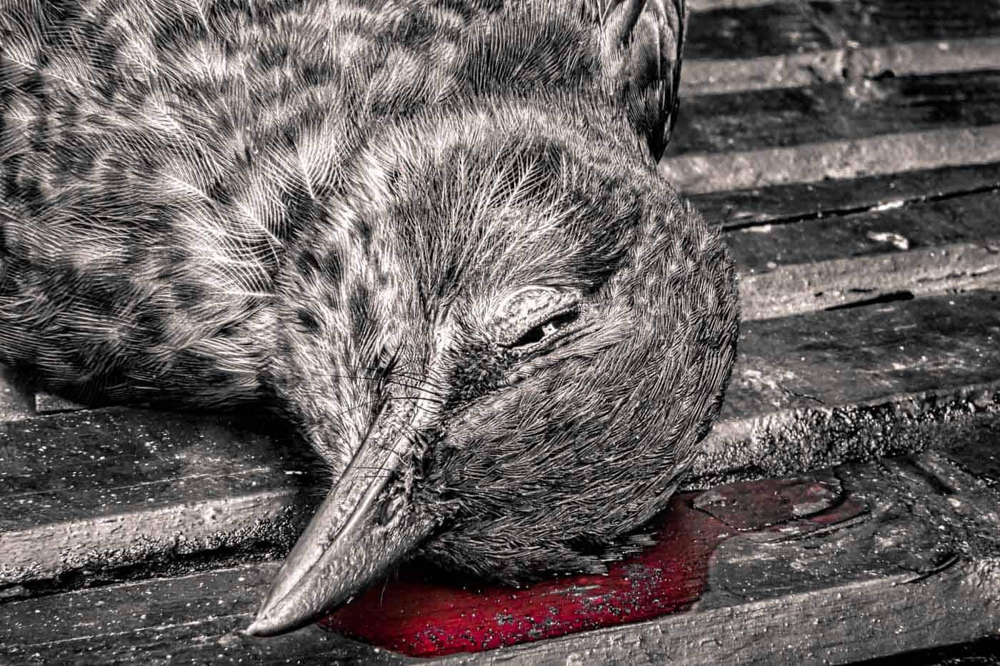 Dead Bird Meaning Omen, Immortality, Departed Soul Or No